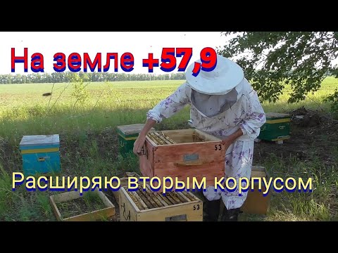 Видео: Я работаю с животными: моя жизнь пчеловода