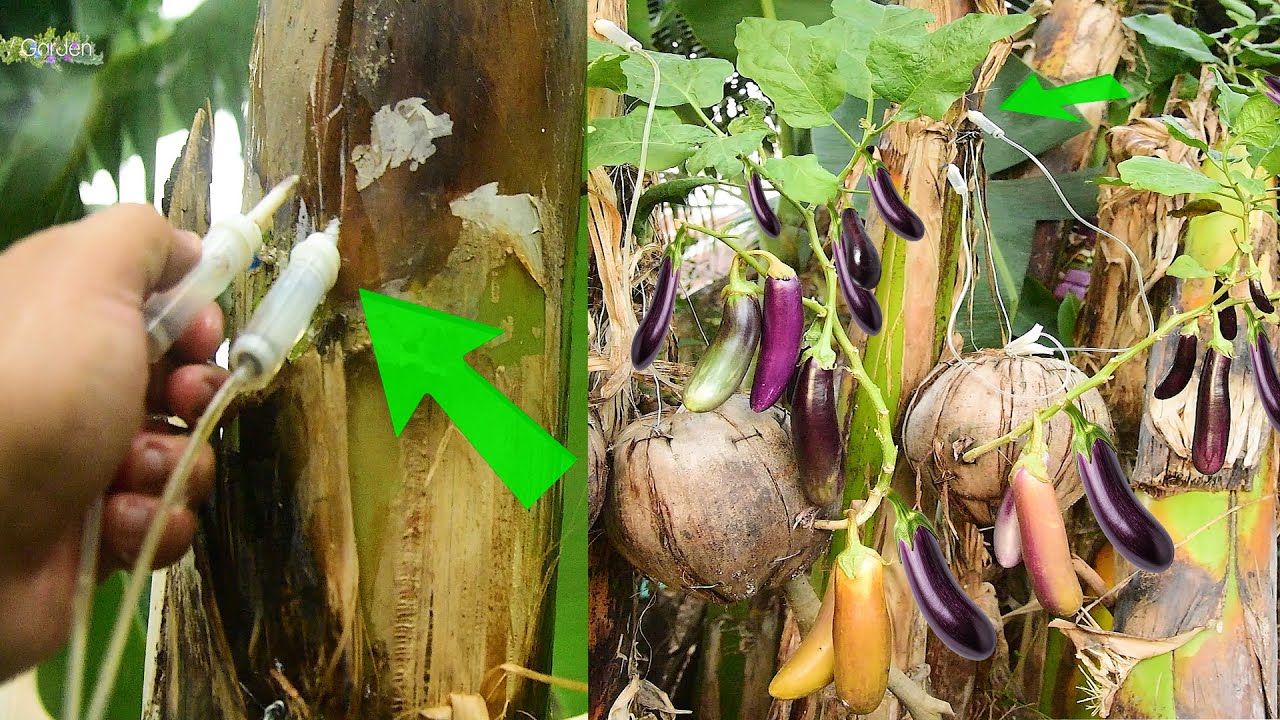 Just Growing Eggplant on Banana Tree and use banana's water to grow