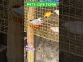 Summer season Java Birds 🥰 #java #birds #viral #shorts #youtubeshorts #birdslover