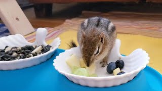 While Eating, Chipmunk Chucky Naps In Her Food Bowl