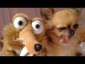 The greatest and funniest ANIMAL moments #13 - Funny animal compilation - Watch & laugh!