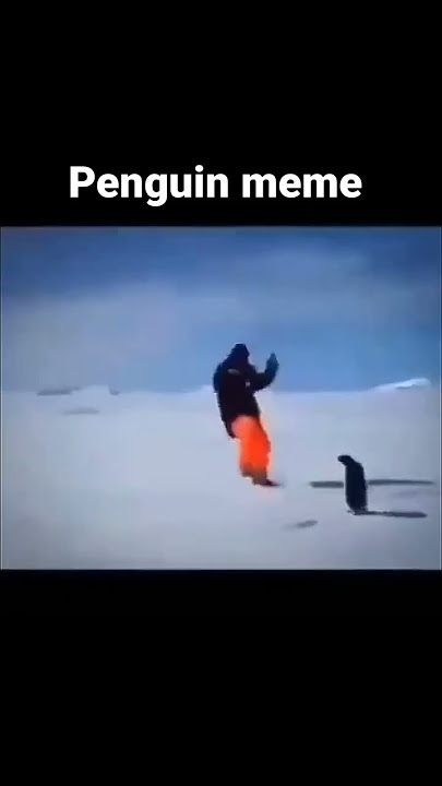 Penguin boom viral in TikTok #viral #penguin #meme