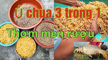 Hướng dẫn cách làm bài mồi ủ chua ngô thóc mầm câu cá chép trôi. đơn giãn hiệu quả !✅
