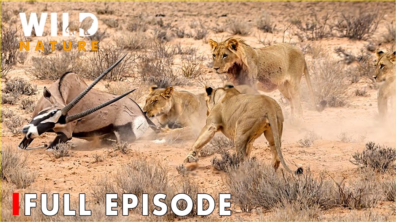 WILD AFRICA: Nature's Fiercest Survival Arenas | FULL EPISODE