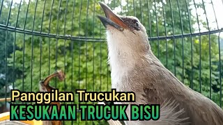 Suara panggilan trucukan gacor ngetir panjang ampuh untuk Pancingan Trucukan agar bunyi GACOR Ropel