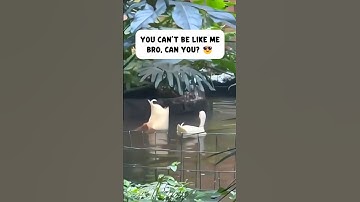 Duck Duck Duck 😂 #shorts #animals #funnyvideo #funnyanimals #funnyshorts