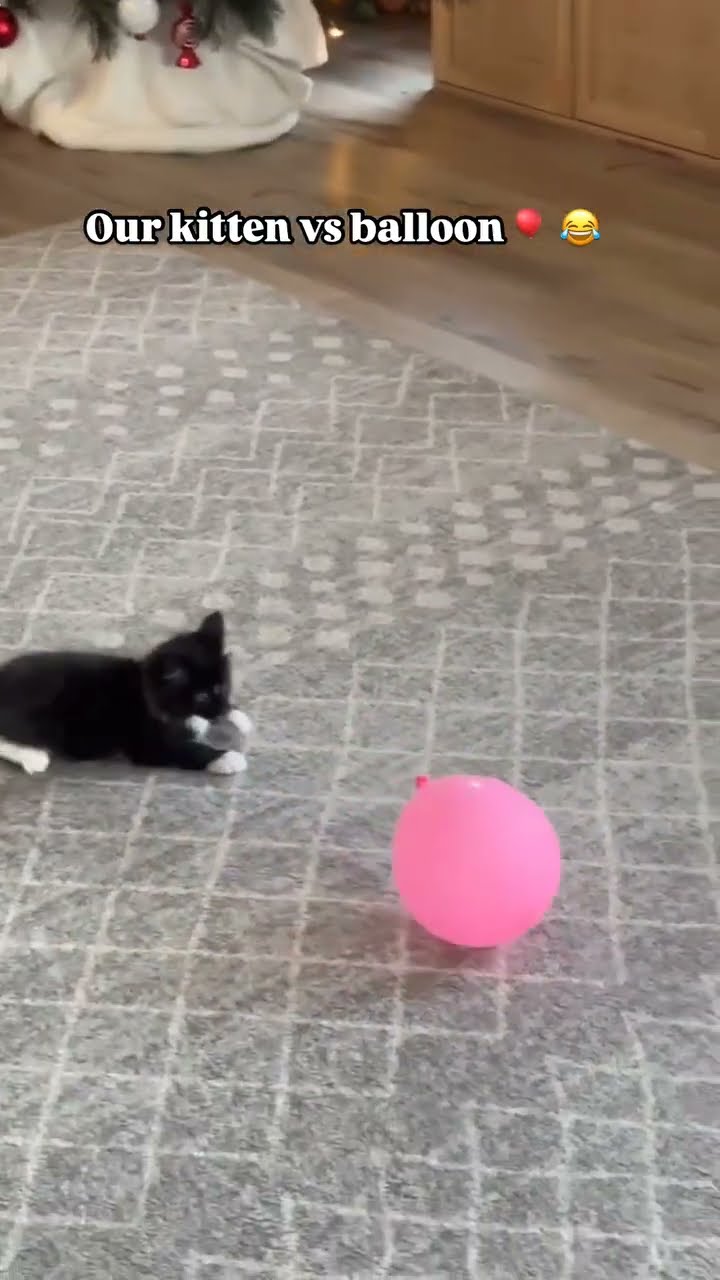 TRÈ DRÔLE LE PETITS CHATONS
