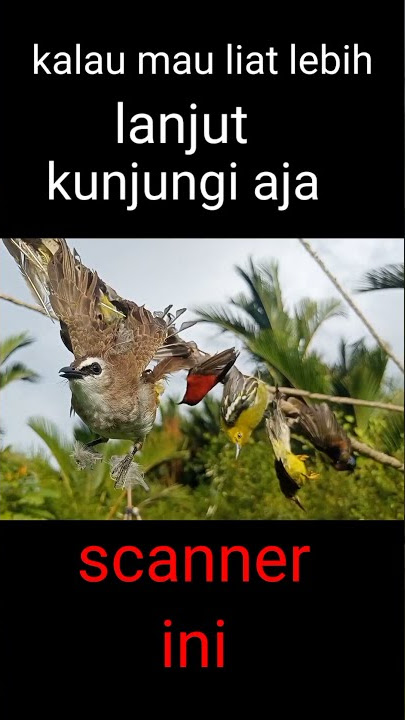 hasil mikat dengan MP3 dapat banyak burung cantik