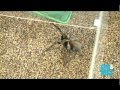 Dan and Maz Road Test A Tarantula as a Show Pet