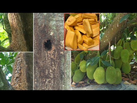 Easy Pest Control Solution on Jackfruit tree (part1) - my agriculture