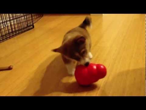 bandit-the-corgi-makes-quick-work-of-the-kong-wobbler