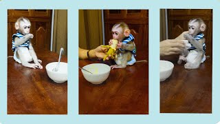 Mummy mixed banana with porridge for baby monkey Bryan