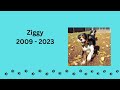 Saying Goodbye, remembering Ziggy, #grief #rainbowbridge