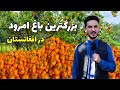 گزارش ویژه عبید عینی از حاصل خیز ترین باغ امرود و خرما در کامه جلال آباد گزارش ویژه عبید عینی از حاصل خیز ترین باغ امرود و خرما در کامه جلال آباد