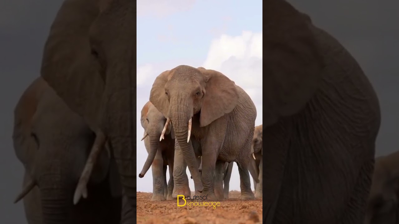 Amazing Facts About Animal: Animal Communication and Signalling Explained | Fun Facts | Mind Blowing