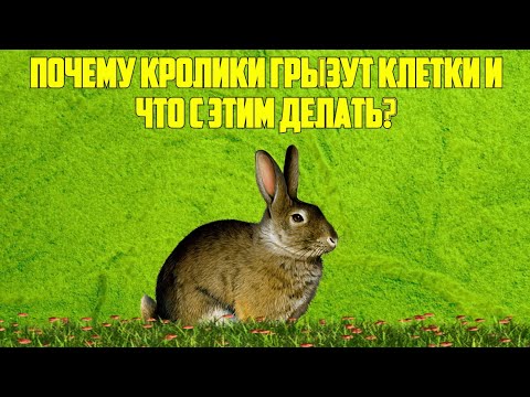 Почему кролики грызут клетки и что с этим делать? | Кролик ТВ