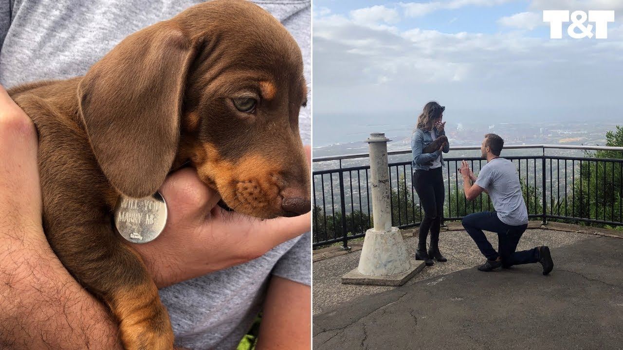 Woman Surprised With Puppy And Proposal - YouTube