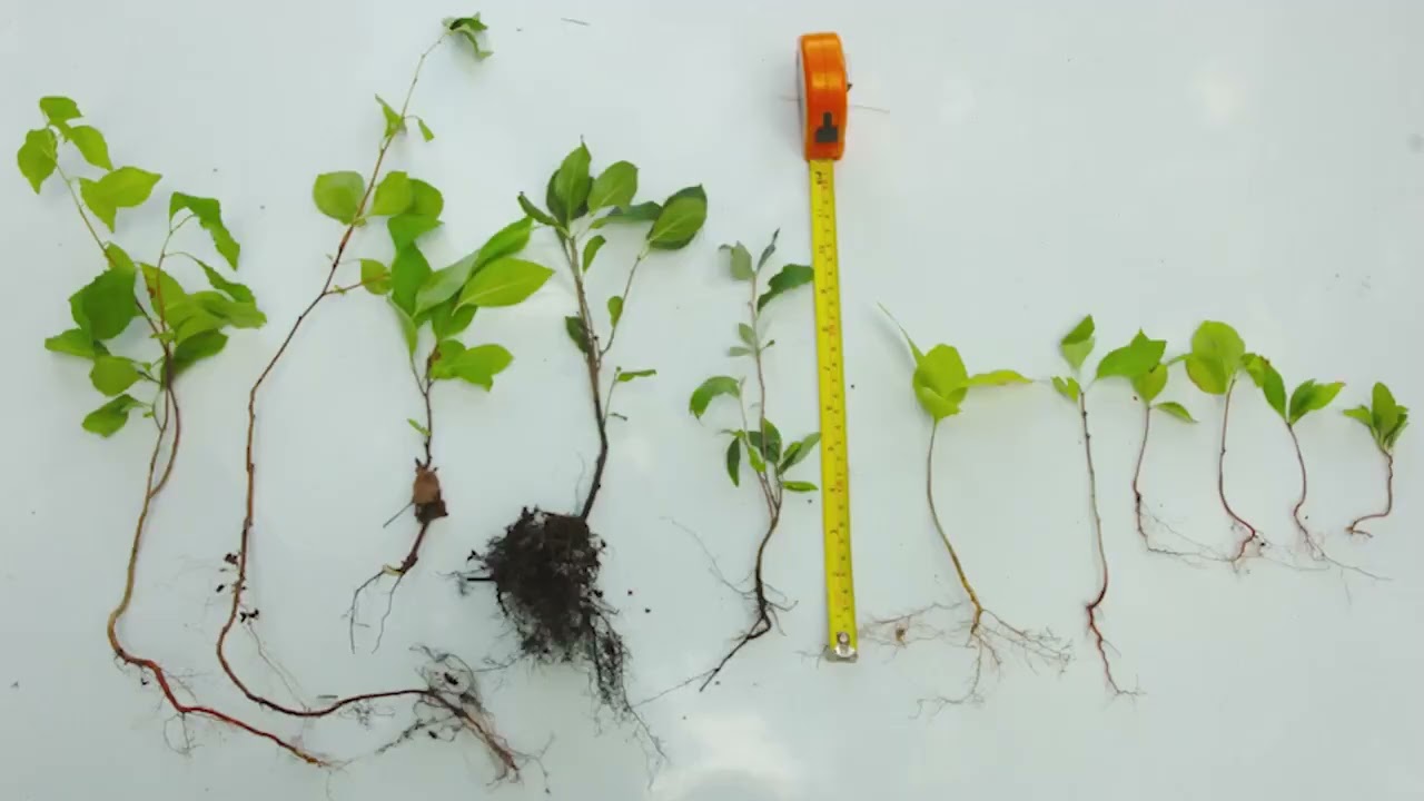 Villains In Your Backyard: Practical Strategies for Managing Invasives on your Land