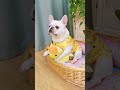 狗：再蛐蛐我一个试试！好久没拆家，牙可正痒着呢！?? #萌宠成精了#法斗#法斗蠢萌 #傻狗的日常 #可爱到爆炸??#貓#狗#寵物#可愛#日常#shorts