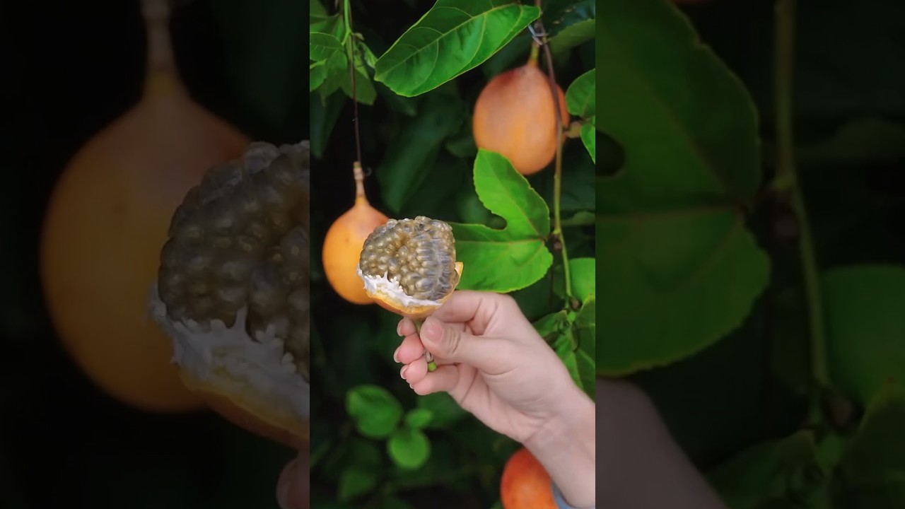 Which do you prefer, passion fruit or passion fruit?🍇🍊