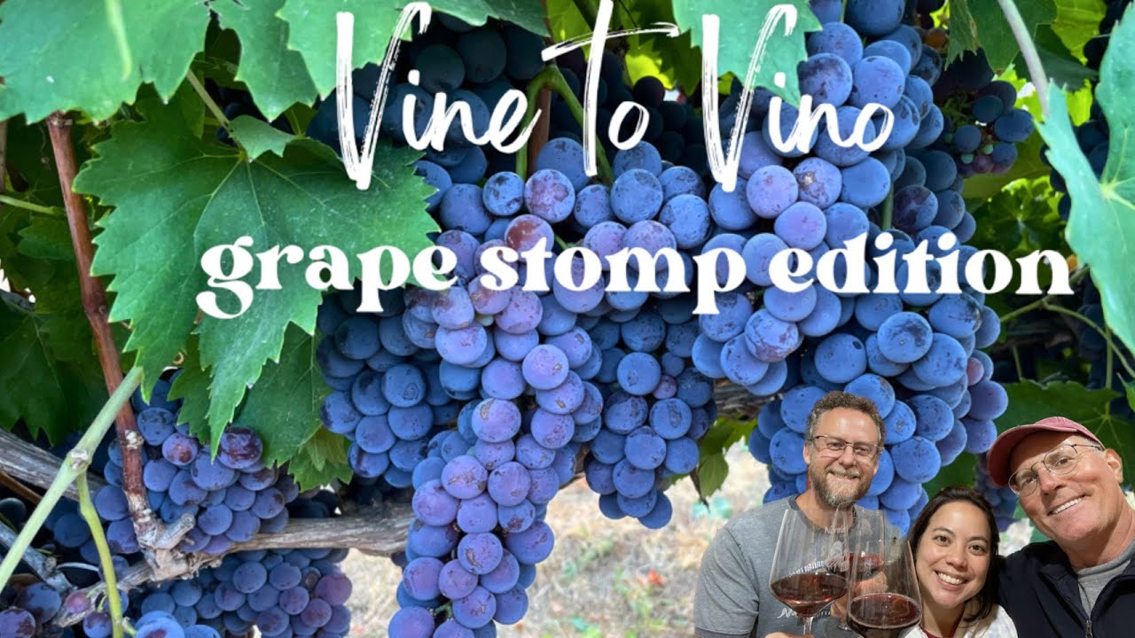 A Grape Stomping Good Time with Sangria and Paella YouTube