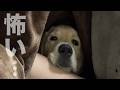 ドレミちゃんが怖い… ゴールデンレトリバーのラキさん。