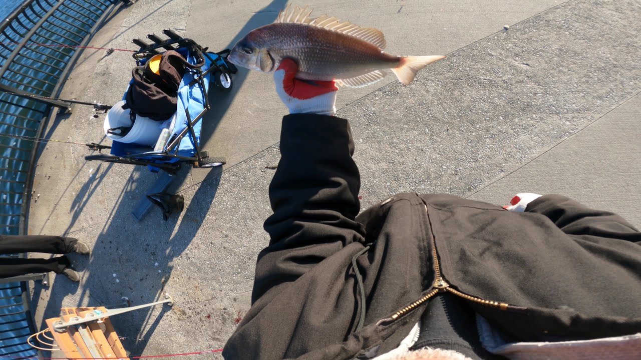 Porgies Fishing in Long Island City 11/12/2023 - YouTube