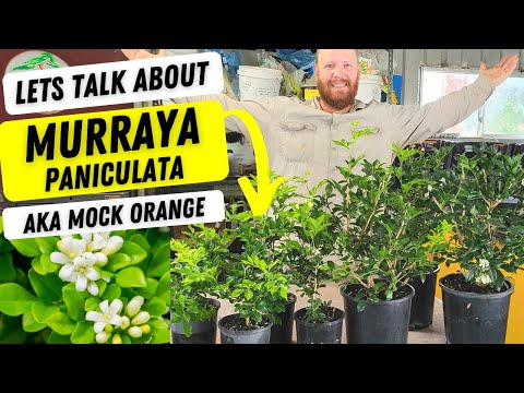 Video: Murraya Orange Jasmine - Groeiende oranje jasmijnplanten in de tuin