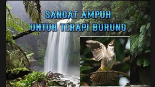 TERAPI SUARA BURUNG DI ALAM LIAR!!!UNTUK BURUNG SETRESS sangat ampuh