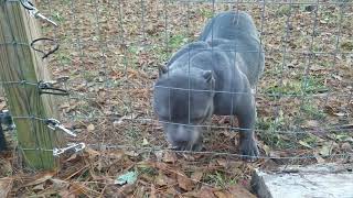 Bully pups 6 weeks old
