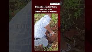 Indian Spectacled Cobra rescued from Dhamadwada in Xeldem