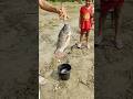 Serok ikan hias warna-warni, ikan koi, ikan mas koki lucu, ikan komet ,ikan gurami, kura-kura brazil