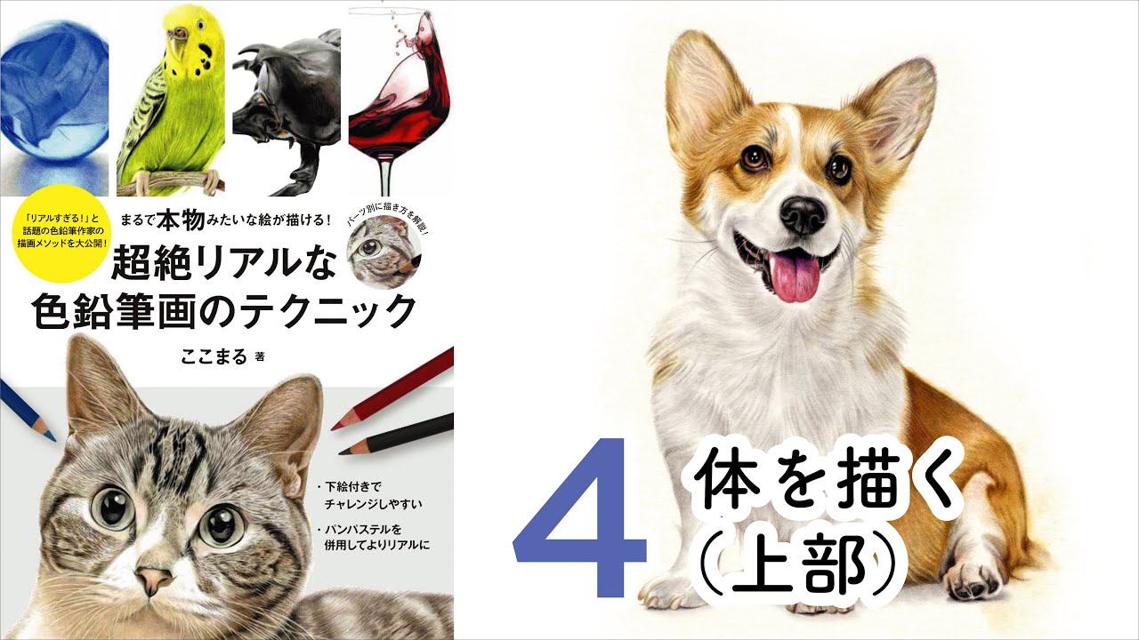 コーギー【体を描く（上部）】～超絶リアルな色鉛筆画のテクニック