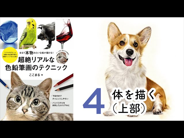 コーギー【体を描く（上部）】～超絶リアルな色鉛筆画のテクニック