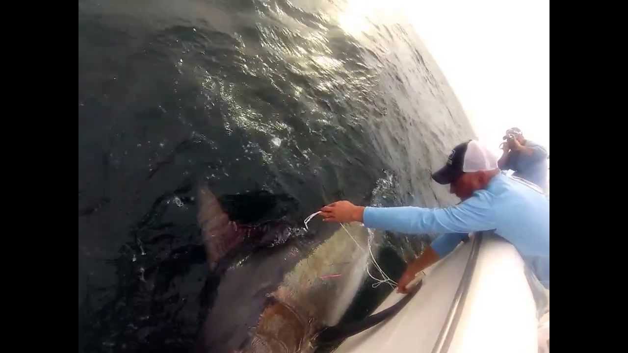 Hannibal Bank Big Black Marlin