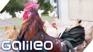 Happy Hühner: Leben hier die glücklichsten Hühner Deutschlands? | Galileo | ProSieben
