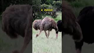 TOP 10 Biggest Animals In The World shorts