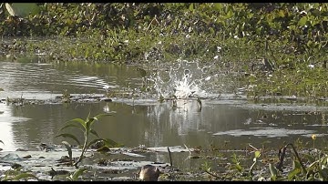 Câu lure cá lóc tại VQG Tràm Chim ngày mùng 7 tết gặp cá bông táp như sấm