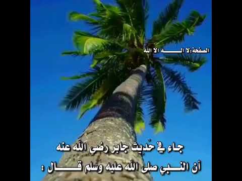 حديث شريف عن النخله Youtube