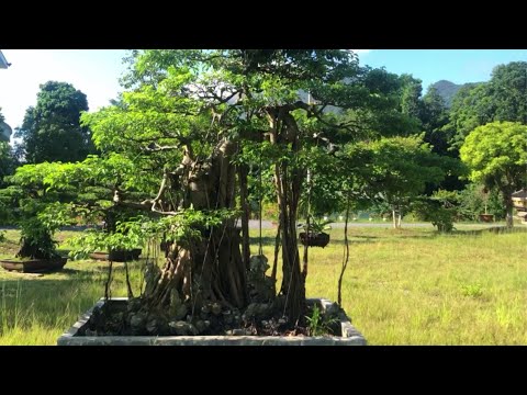 Video Cây Cảnh Bonsai Siêu To Khổng Lồ Ai Cũng Muốn - Cây... - youtube