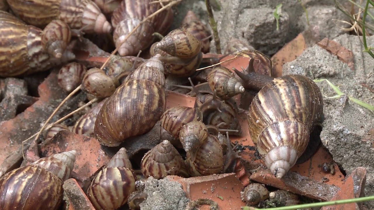 Especialistas Alertam Para Os Perigos Do Contato Com Caramujos Africanos YouTube