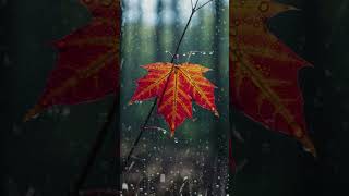 Can't Sleep? #sleepmusic #softmusic #acousticguitar #relaxingmusic ##peace  #calmmusic  #deepfocus