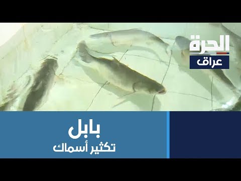 بابل مشروع لتكثير أسماك البني العراقي