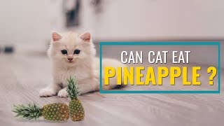 Https://www.petmoo.com/cats/can-cats-eat-pineapple/
#cancatseatpineapple #catfood #petmoo can cats eat pineapple?
pineapple is a delicious treat for cats. fe...