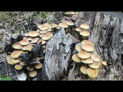 Ядовитый Опенок Серно-Желтый внешний вид и описание