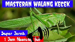 Masteran Walang Kecek Super Jernih mp3 Durasi Panjang 1 Jam Full MP3  - Durasi: 1:06:30. 