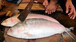 Favourite Big Hilsa Ilish Fish Cutting Skills Live In Bangladesh Fish Market