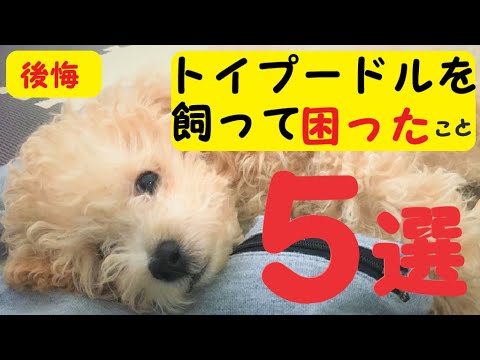 トイプードルを飼って後悔した 困ったことトップ５を本音で語る 困った事 可愛いとも言える Youtube