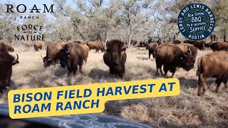 Bison Field Harvest At Roam Ranch And Leroy And Lewis