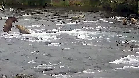 8 Jul 2021: 128 Tells 151 to Get Lost (explore.org)